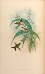 Calothorax cyanopogon = Calothorax lucifer cyanopogon